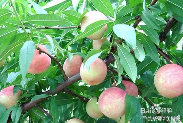 秋天吃这三种水果，糖尿病人血糖不升