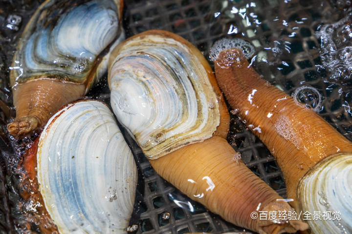珍珠怎么来的