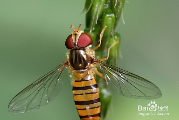 食蝇草怎么养护