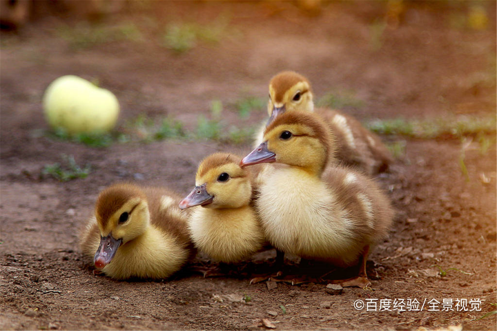 养小鸭子要注意些什么