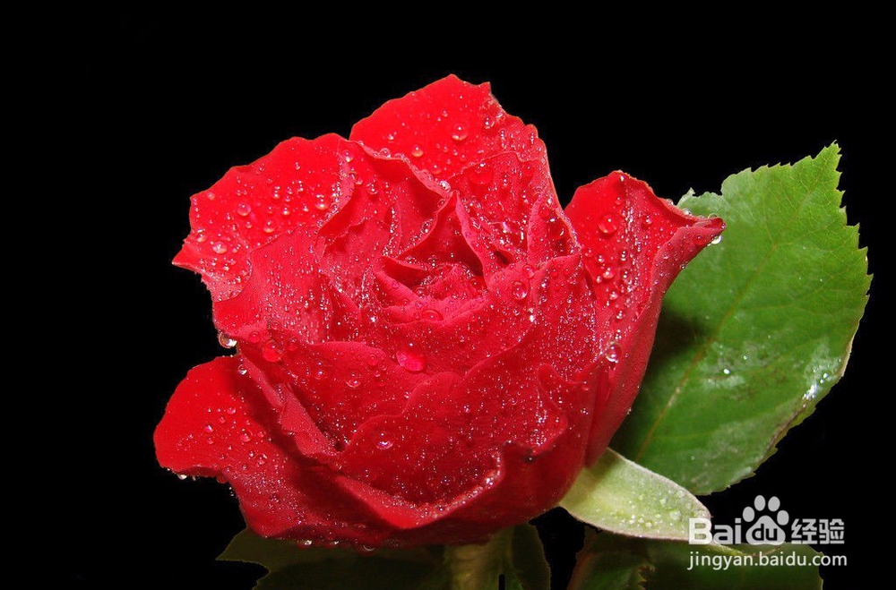 情人节特殊的一天