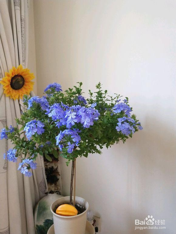 蓝雪花的养殖方法