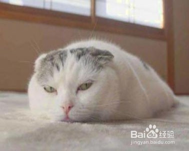 怎么让猫咪熄灯就睡觉