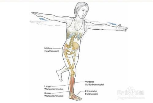 高尔夫球训练 15 相应肌肉图解15 百度经验