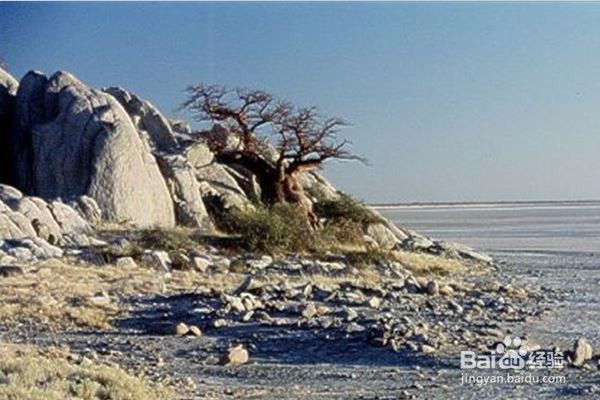 库布岛,在荒凉的世界上有绿色的饰物