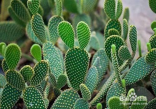 被仙人球扎了怎么办?