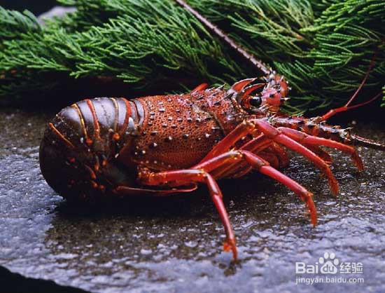 大龙虾养殖方法