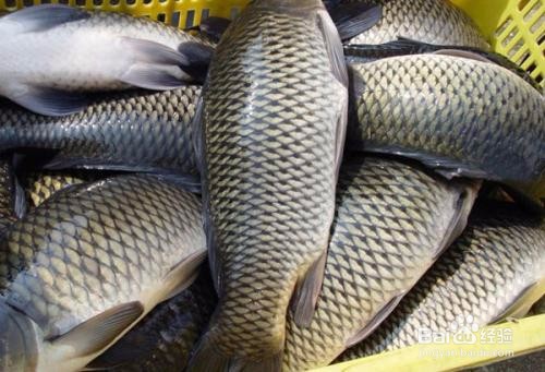 养草鱼需要注意什么?