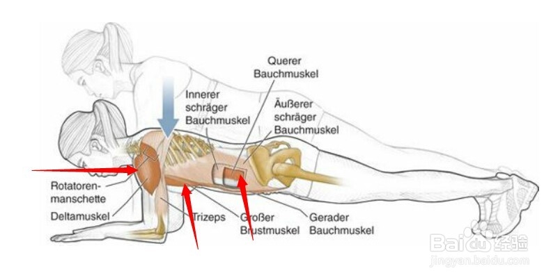 高尔夫球训练：[23]相关肌肉图解23