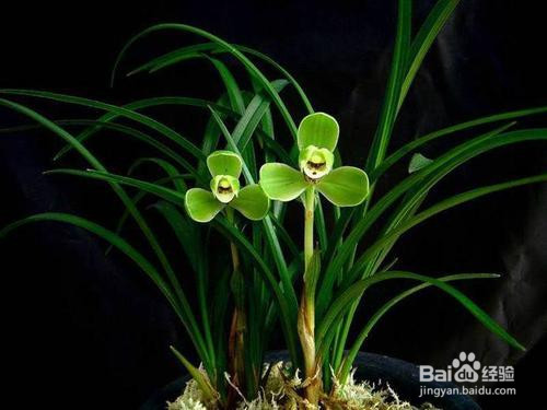 阿司匹林浇兰花的作用和功效