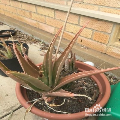 芦荟叶子不断下垂怎么办