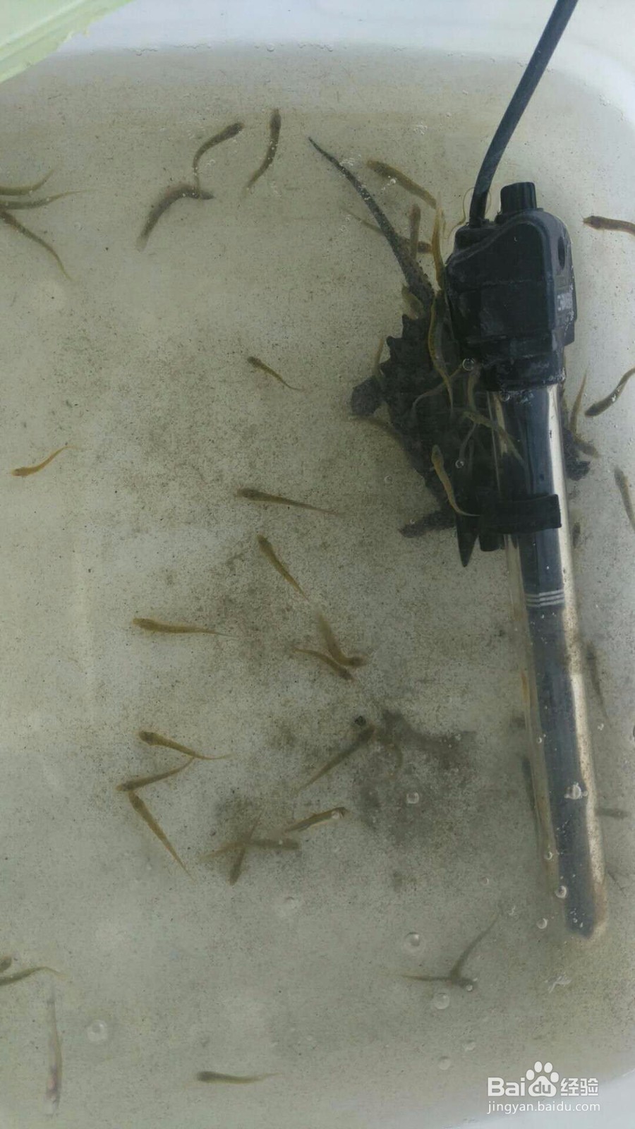 大鳄龟苗子塌背怎么治