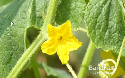 黄瓜只开花不结果怎么办