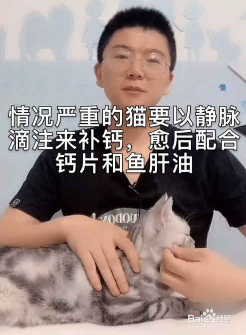 猫咪缺钙会怎样？