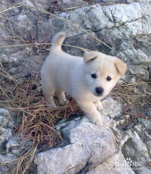 串串狗到底是什么犬种?