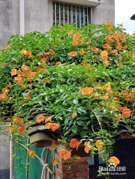 养上3种爬藤花,隔热降温,好看好养