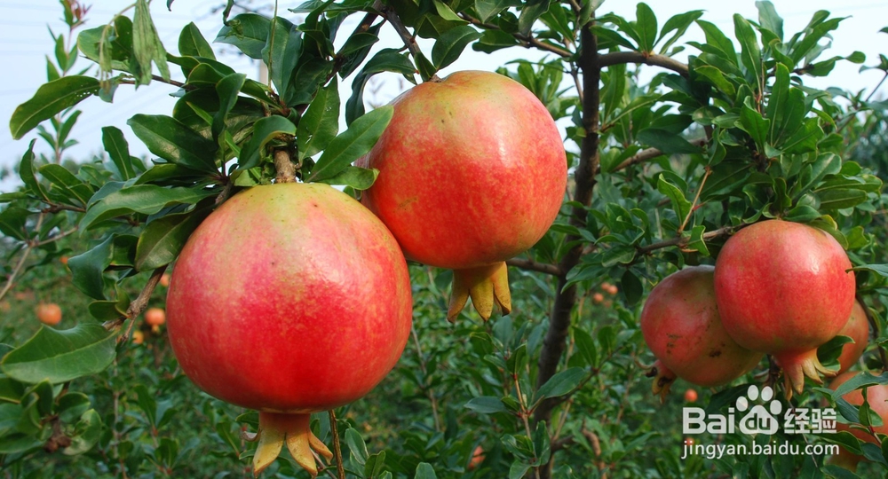 孕妇最好不要吃哪些水果?