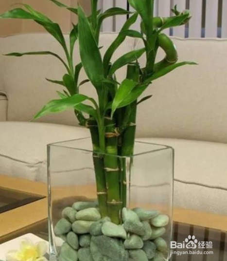 富贵竹用水怎么养才能更旺盛