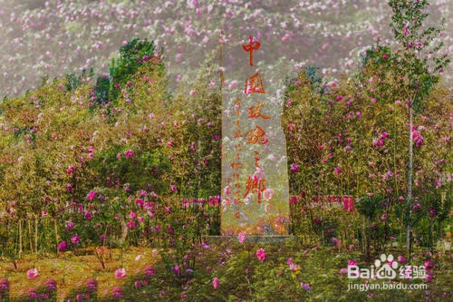 平阴玫瑰园游玩攻略