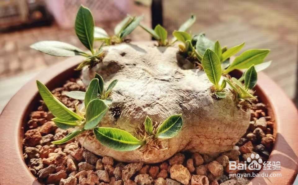 多肉植物惠比须笑怎么养