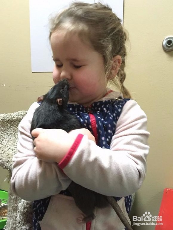 不可思议的友谊，这只老鼠竟然和猫成了好朋友！