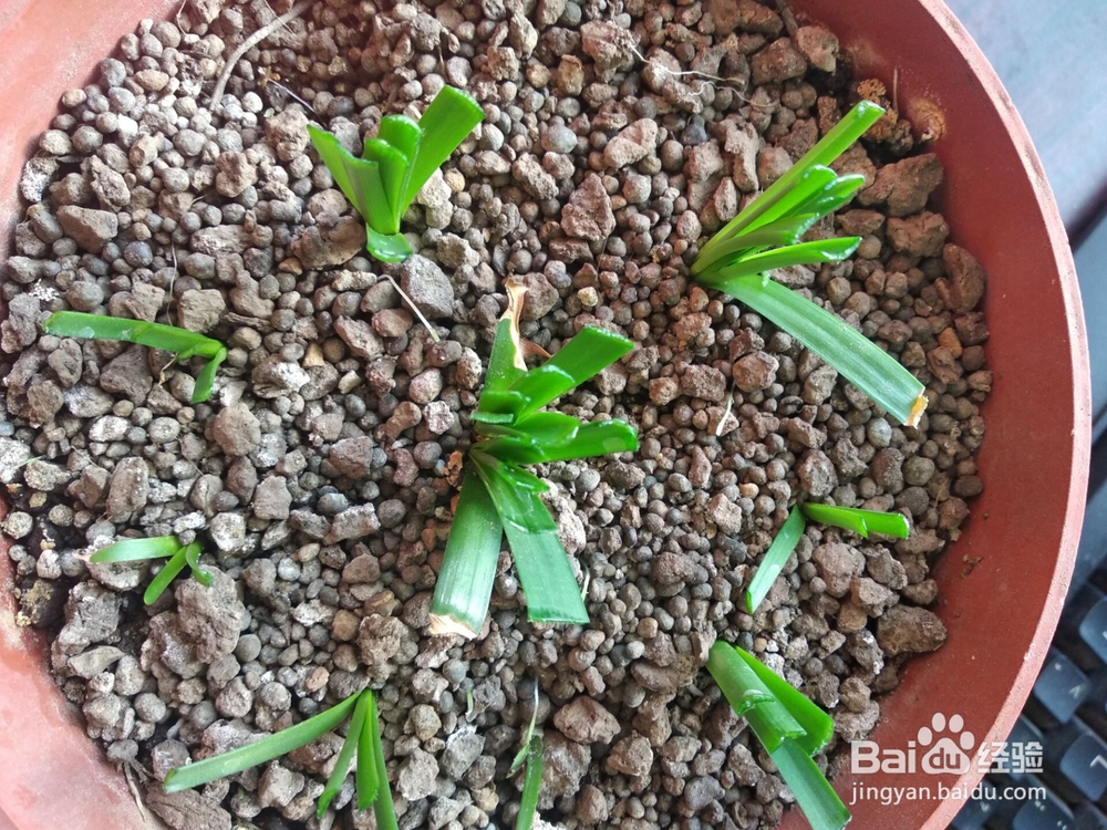 如何让胖丽丽小球快速生长