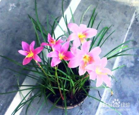 路边随手摘了几颗花种扔到土里，不花一分钱，阳台变成小花园！