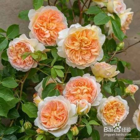 老花农的一颗月季真漂亮，难怪给他多少钱都不换