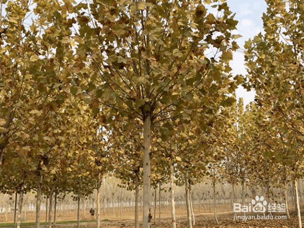 选择优质苗木的原则与注意事项