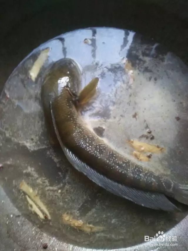 豆腐鲢鱼饭的家常做法