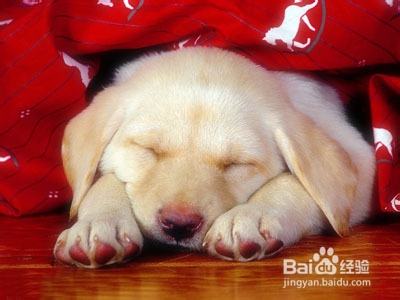 新手养狗狗需要注意什么