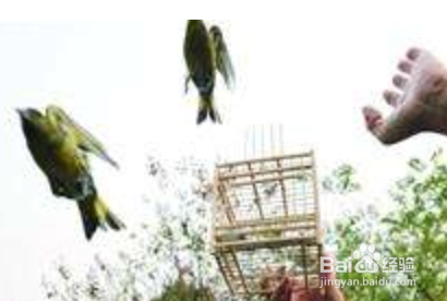小区养鸟扰民怎么办
