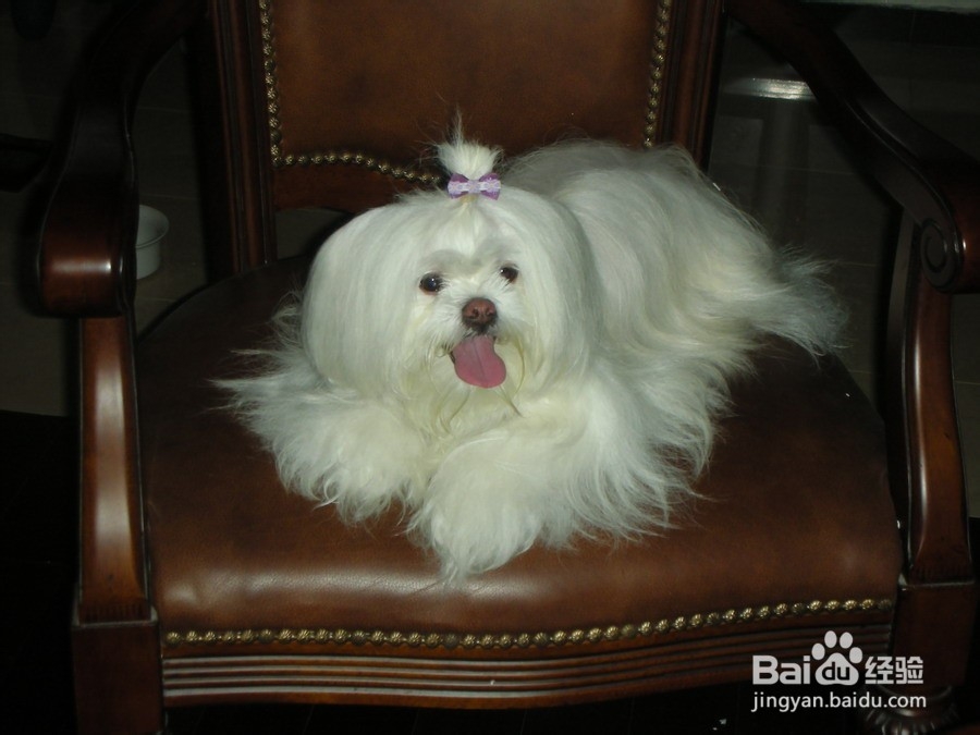 怎样给西施犬拔耳毛？