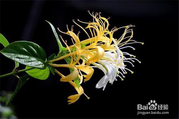 盆栽金银花怎么养