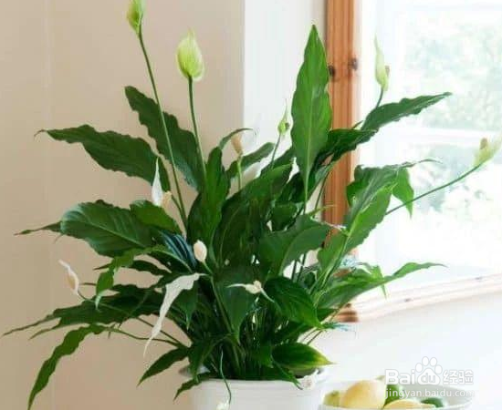 没有光照也能养好的植物怎么选？