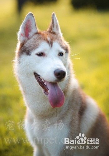 8个月哈士奇喂养与注意事项