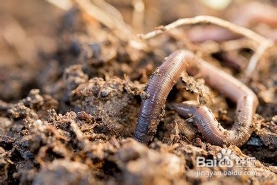 如何判断一种物质是具有生命特征是生命物质。