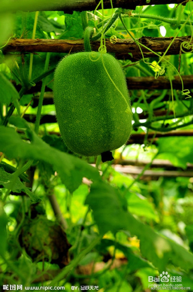 慢性前列腺炎吃什么药？