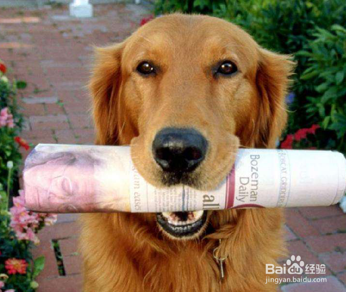 训练狗狗排泄的九大方法你知道吗?