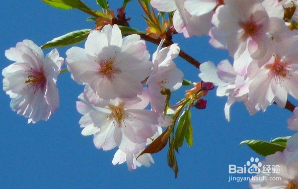 为什么我要坚持写百度经验？