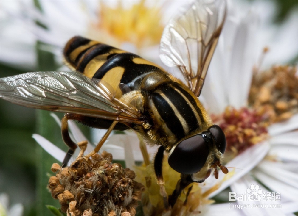 蜜蜂血液的组成