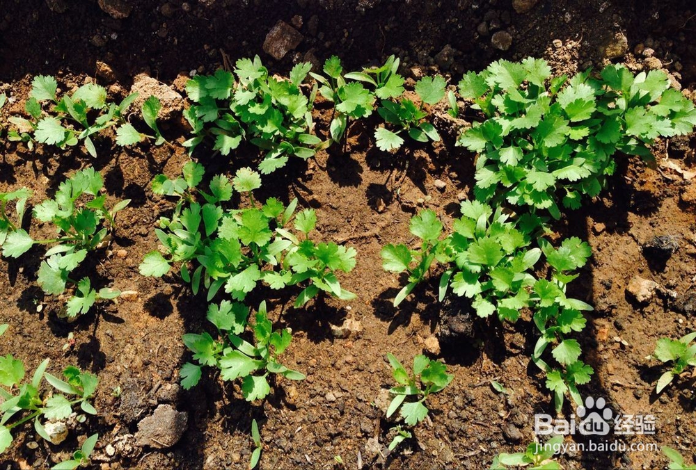 怎样培育小花苗?