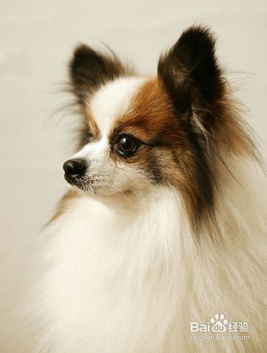 狗狗脸部清洁小窍门