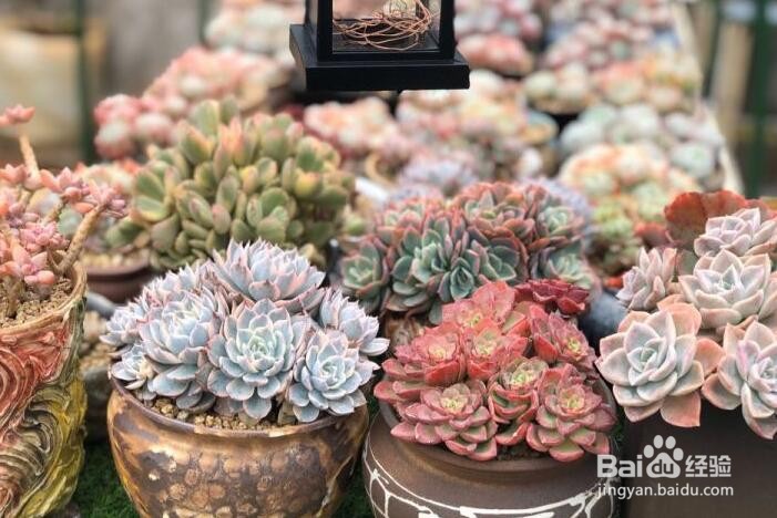 网购的多肉植物收到后如何上盆?
