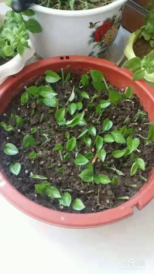 花儿要穷养，丢阳台不管，越少浇水，长得越旺