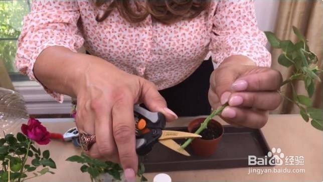 在家怎么栽种一盆美美的玫瑰？