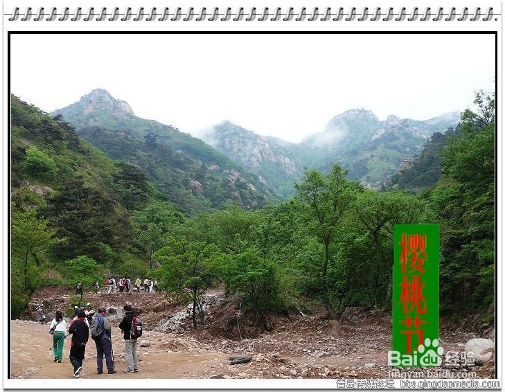 2013年青岛樱桃节旅游