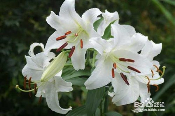 香水百合养殖方法