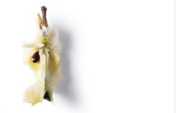 这些食物你可千万不要再喂狗狗了