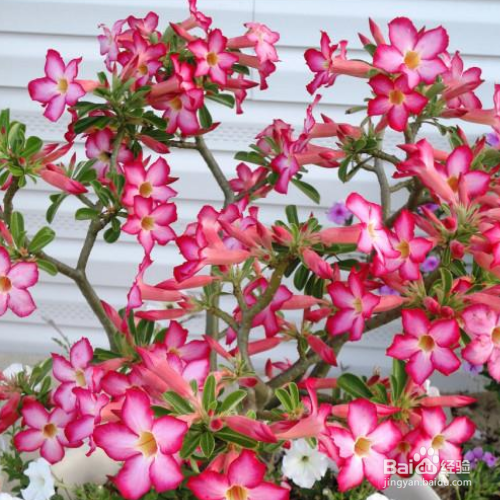 怎么能让沙漠玫瑰经常开花?